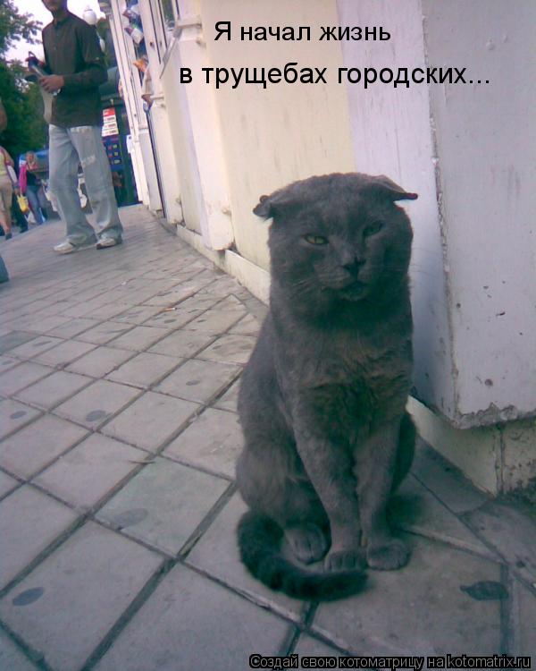 Я начал жизнь в трущебах городских...... Котоматрица: Я начал жизнь в трущебах городских...
