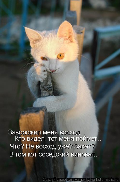 Заворожил меня восход... Кто видел, тот меня поймет... Что? Не восход уже? Закат? В том кот соседский... Котоматрица: Заворожил меня восход... Кто видел, тот меня поймет... Что? Не восход уже? Закат? В том кот соседский виноват...