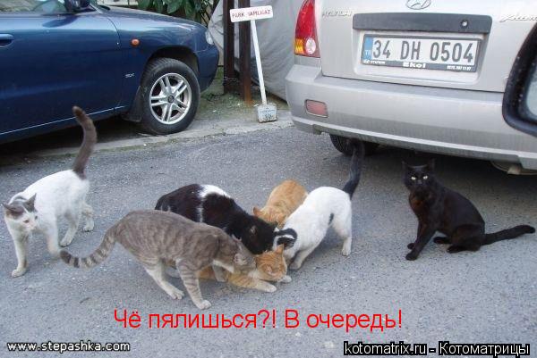 Чё пялишься?! В очередь!... Котоматрица: Чё пялишься?! В очередь!