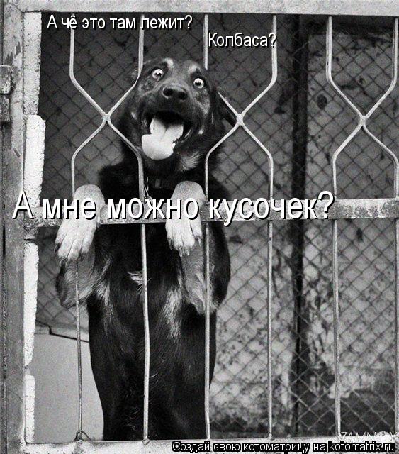 А чё это там лежит? Колбаса? А мне можно кусочек?... Котоматрица: А чё это там лежит? Колбаса? А мне можно кусочек?