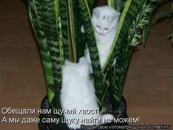 А мы даже саму щуку найти не можем! Обещали нам щучий хвост!... Котоматрица: А мы даже саму щуку найти не можем! Обещали нам щучий хвост!
