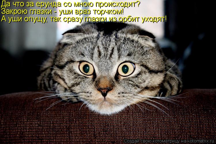 Да что за ерунда со мною происходит? Закрою глазки - уши враз торчком! А уши опущу, так сразу глазки ... Котоматрица: Да что за ерунда со мною происходит? Закрою глазки - уши враз торчком! А уши опущу, так сразу глазки из орбит уходят!