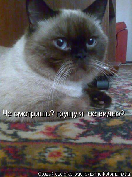 Че смотришь? грущу я..не видно?... Котоматрица: Че смотришь? грущу я..не видно?