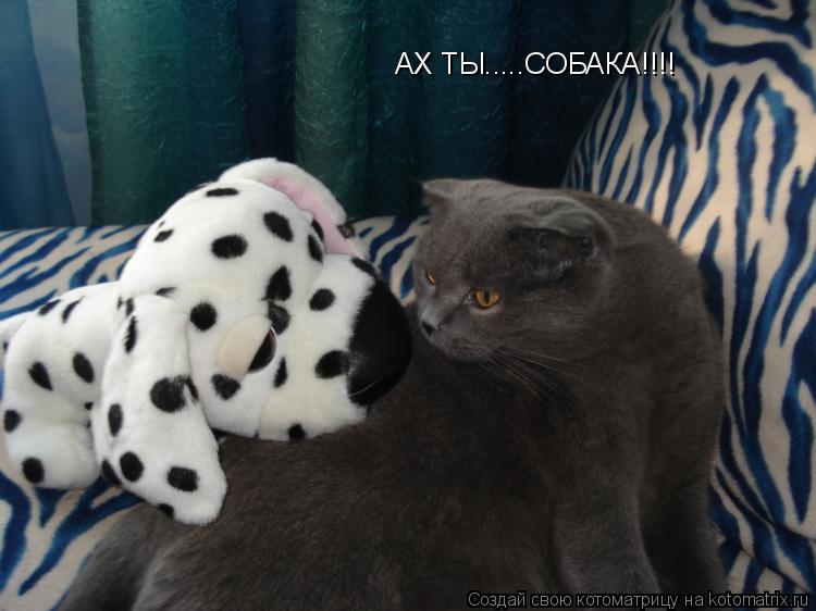 АХ ТЫ.....СОБАКА!!!!... Котоматрица: АХ ТЫ.....СОБАКА!!!!