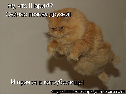 Ну, что Шарик!? Сейчас позову друзей! И прячся в котоубежище!... Котоматрица: Ну, что Шарик!? Сейчас позову друзей! И прячся в котоубежище!