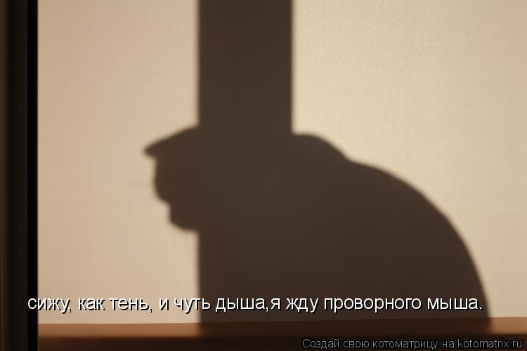 сижу, как тень, и чуть дыша,я жду проворного мыша.... Котоматрица: сижу, как тень, и чуть дыша,я жду проворного мыша.