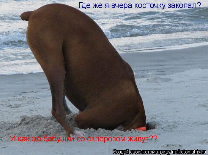 Где же я вчера косточку закопал? И как же бабушки со склерозом живут??... Котоматрица: Где же я вчера косточку закопал? И как же бабушки со склерозом живут??
