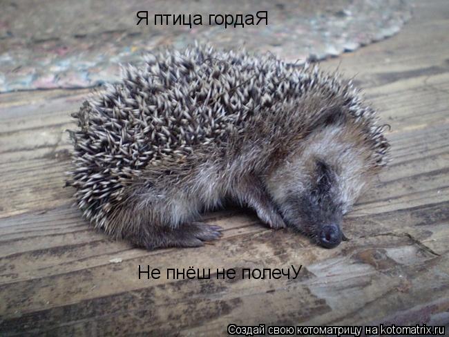 Котоматрица: Я птица гордаЯ Не пнёш не полечУ