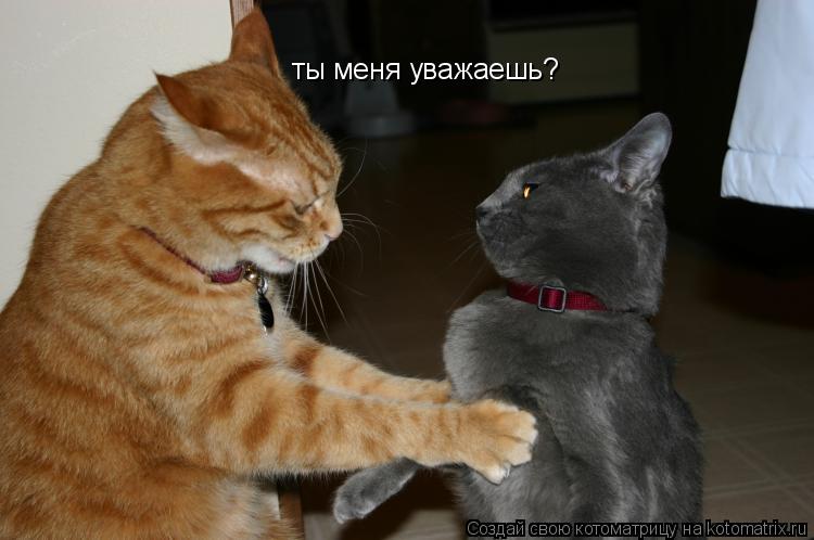 Котоматрица: ты меня уважаешь?