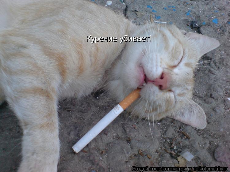 Котоматрица: Курение убивает!