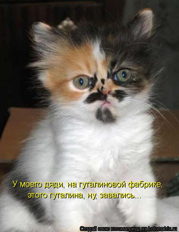 Котоматрица: У моего дяди, на гуталиновой фабрике, этого гуталина, ну, завались...