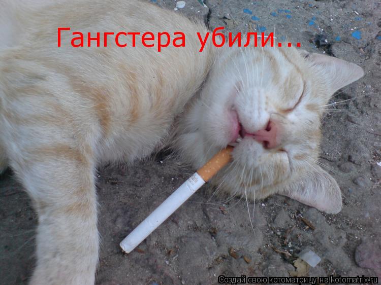 Котоматрица: Гангстера убили...