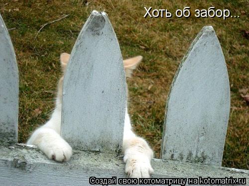 Хоть об забор...... Котоматрица: Хоть об забор...