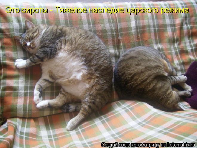 Котоматрица: Это сироты - Тяжелое наследие царского режима