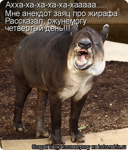 Ахха-ха-ха-ха-ха-хааааа..... Мне анекдот заяц про жирафа Рассказал, ржунемогу четвертый день!!!... Котоматрица: Ахха-ха-ха-ха-ха-хааааа..... Мне анекдот заяц про жирафа Рассказал, ржунемогу четвертый день!!!