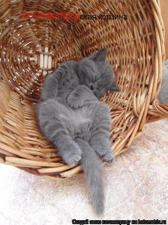 ПОТРЕБИТЕЛЬ ская корзина... Котоматрица: ПОТРЕБИТЕЛЬ ская корзина
