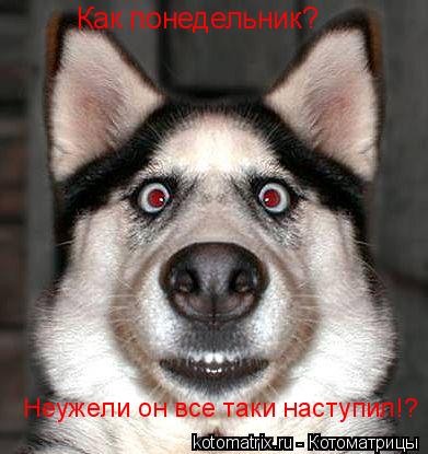 Как понедельник? Неужели он все таки наступил!?... Котоматрица: Как понедельник? Неужели он все таки наступил!?