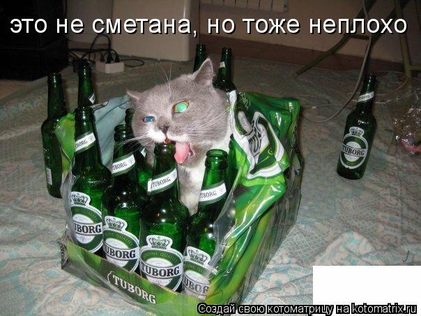 это не сметана, но тоже неплохо... Котоматрица: это не сметана, но тоже неплохо