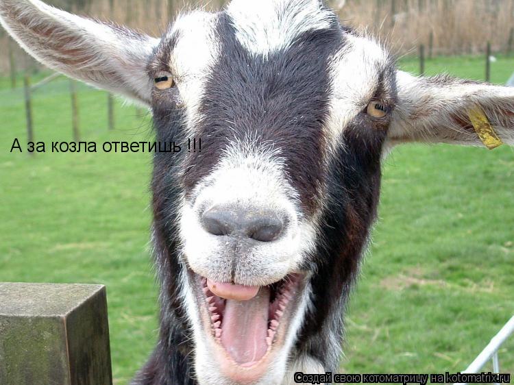 А за козла ответишь !!!... Котоматрица: А за козла ответишь !!!