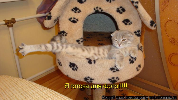 Котоматрица: Я готова для фото!!!!!