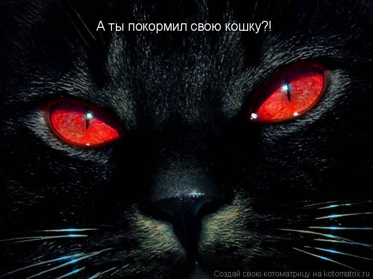 Котоматрица: А ты покормил свою кошку?!