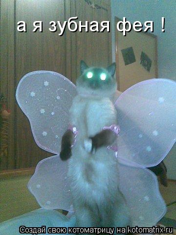 Котоматрица: а я зубная фея !