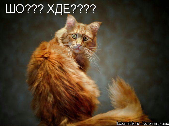 ШО??? ХДЕ????... Котоматрица: ШО??? ХДЕ????