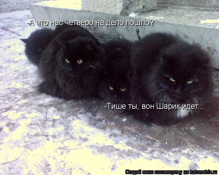 -А что нас четверо на дело пошло? -Тише ты, вон Шарик идет...... Котоматрица: -А что нас четверо на дело пошло? -Тише ты, вон Шарик идет...