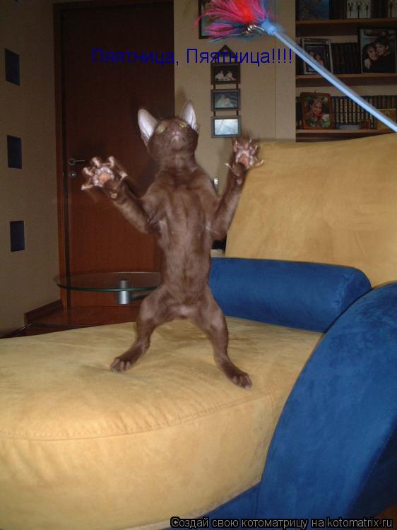 Пяятница, Пяятница!!!!... Котоматрица: Пяятница, Пяятница!!!!