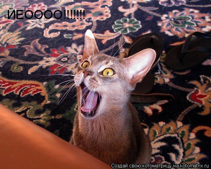 ЙЕОООО!!!!!!!... Котоматрица: ЙЕОООО!!!!!!!