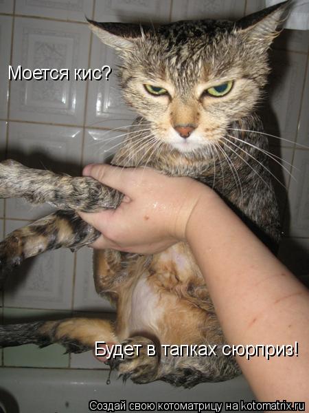 Моется кис? Будет в тапках сюрприз!... Котоматрица: Моется кис? Будет в тапках сюрприз!
