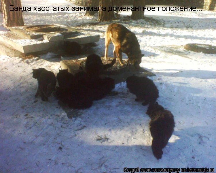 Банда хвостатых занимала доменантное положение...... Котоматрица: Банда хвостатых занимала доменантное положение...