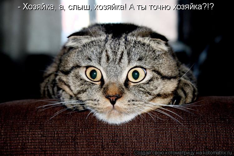 - Хозяйка, а, слыш, хозяйка! А ты точно хозяйка?!?... Котоматрица: - Хозяйка, а, слыш, хозяйка! А ты точно хозяйка?!?