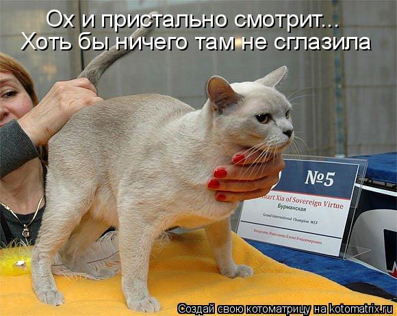 Котоматрица: Ох и пристально смотрит...  Хоть бы ничего там не сглазила
