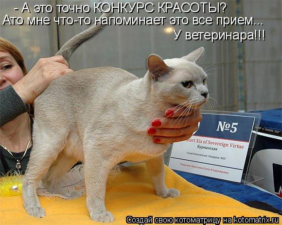 - А это точно КОНКУРС КРАСОТЫ? Ато мне что-то напоминает это все прием... У ветеринара!!!... Котоматрица: - А это точно КОНКУРС КРАСОТЫ? Ато мне что-то напоминает это все прием... У ветеринара!!!