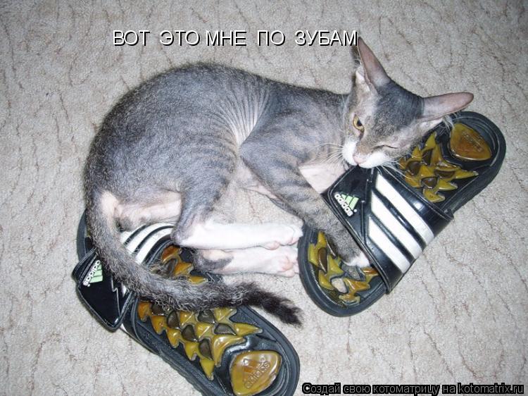 ВОТ ЭТО МНЕ ПО ЗУБАМ... Котоматрица: ВОТ ЭТО МНЕ ПО ЗУБАМ