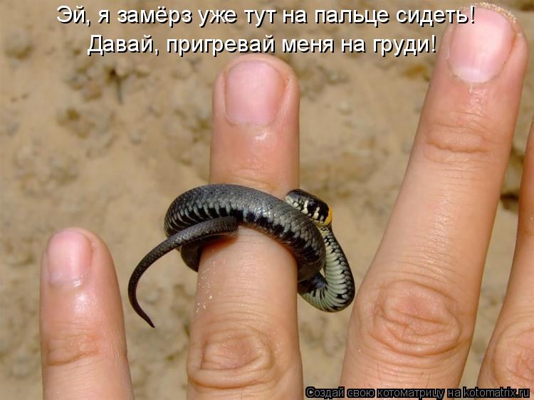 Котоматрица: Эй, я замёрз уже тут на пальце сидеть!  Давай, пригревай меня на груди!