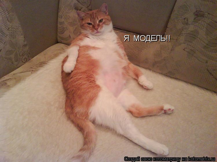 Я МОДЕЛЬ!!... Котоматрица: Я МОДЕЛЬ!!