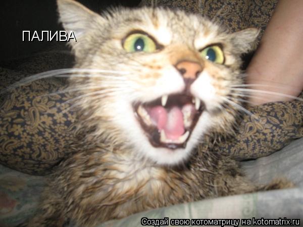 ПАЛИВА... Котоматрица: ПАЛИВА