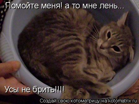 Помойте меня! а то мне лень... Усы не брить!!!!... Котоматрица: Помойте меня! а то мне лень... Усы не брить!!!!