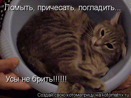 Помыть, причесать, погладить... Усы не брить!!!!!!... Котоматрица: Помыть, причесать, погладить... Усы не брить!!!!!!