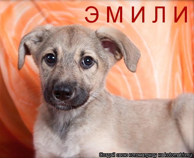 Э М И Л И... Котоматрица: Э М И Л И