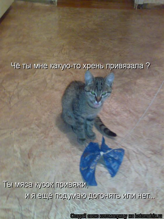 Чё ты мне какую-то хрень привязала ? Ты мяса кусок привяжи, и я ещё подумаю догонять или нет...... Котоматрица: Чё ты мне какую-то хрень привязала ? Ты мяса кусок привяжи, и я ещё подумаю догонять или нет...