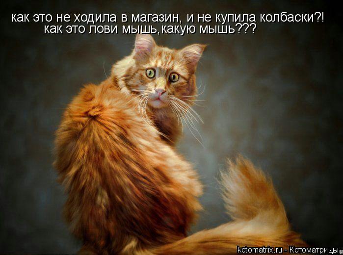 как это не ходила в магазин, и не купила колбаски?! как это лови мышь,какую мышь???... Котоматрица: как это не ходила в магазин, и не купила колбаски?! как это лови мышь,какую мышь???