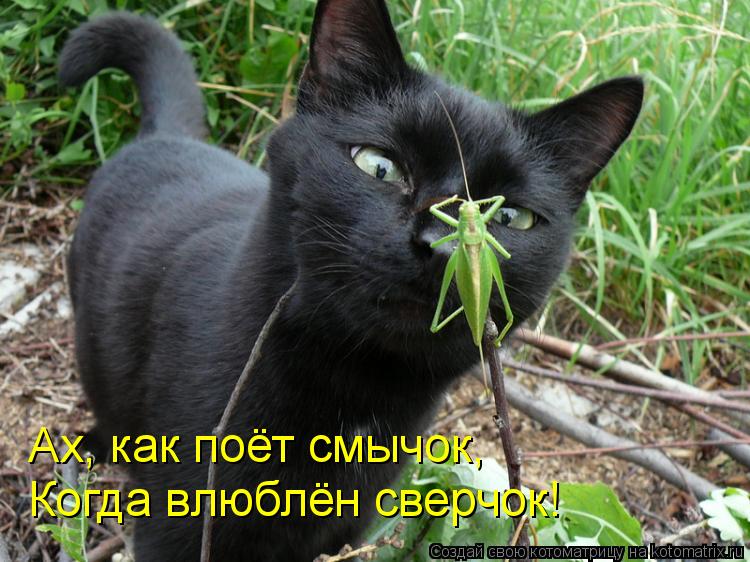 Ах, как поёт смычок, Когда влюблён сверчок!... Котоматрица: Ах, как поёт смычок, Когда влюблён сверчок!