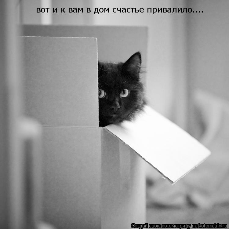 вот и к вам в дом счастье привалило....... Котоматрица: вот и к вам в дом счастье привалило....