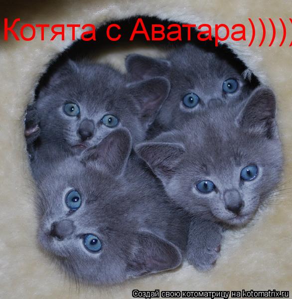 Котята с Аватара)))))... Котоматрица: Котята с Аватара)))))