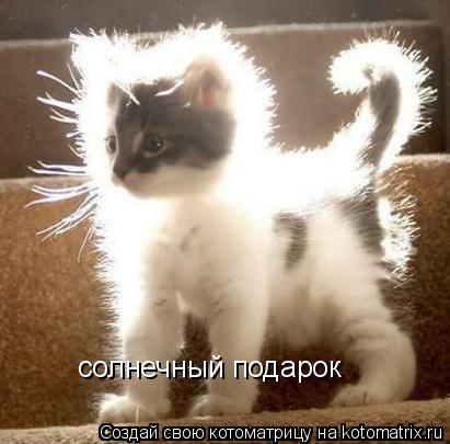 солнечный подарок... Котоматрица: солнечный подарок