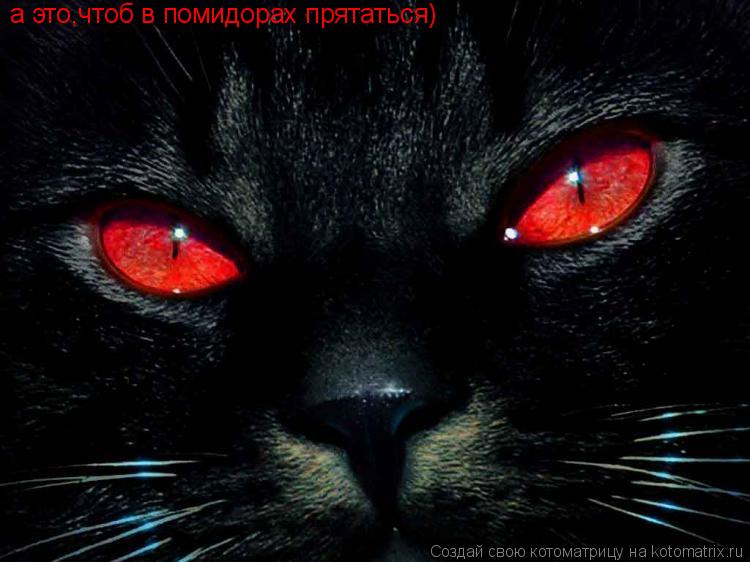 а это,чтоб в помидорах прятаться)... Котоматрица: а это,чтоб в помидорах прятаться)