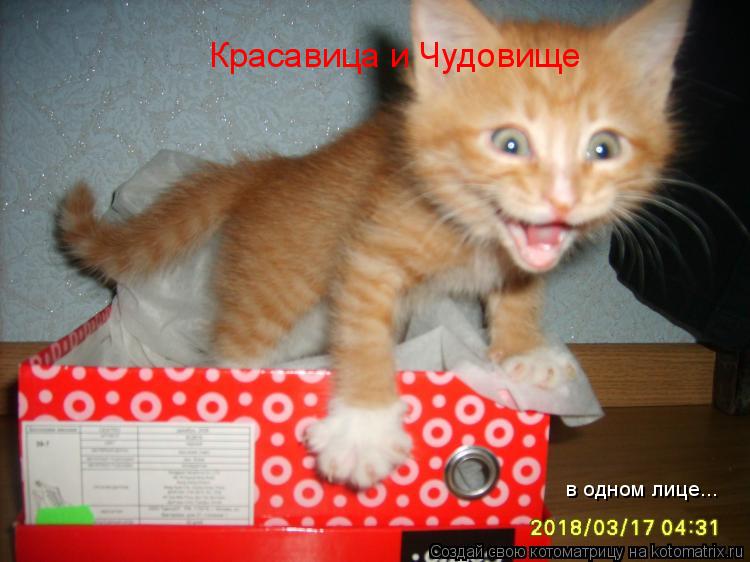 Красавица и Чудовище в одном лице...... Котоматрица: Красавица и Чудовище в одном лице...